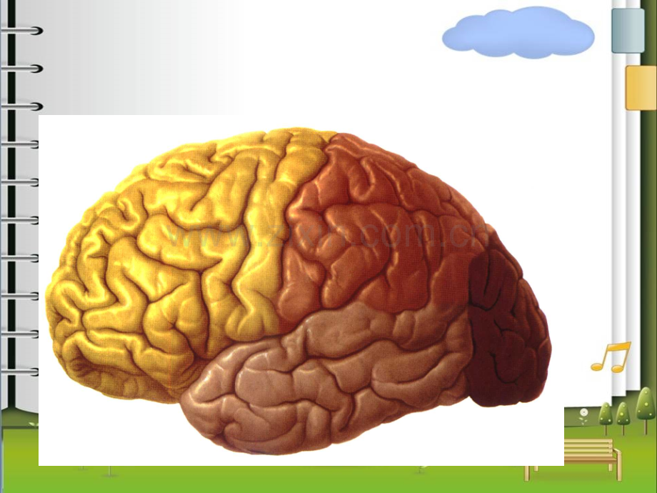 PPT医学课件脑叶的功能及障碍讲义.ppt_第2页