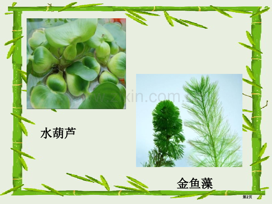 水生植物植物.pptx_第2页
