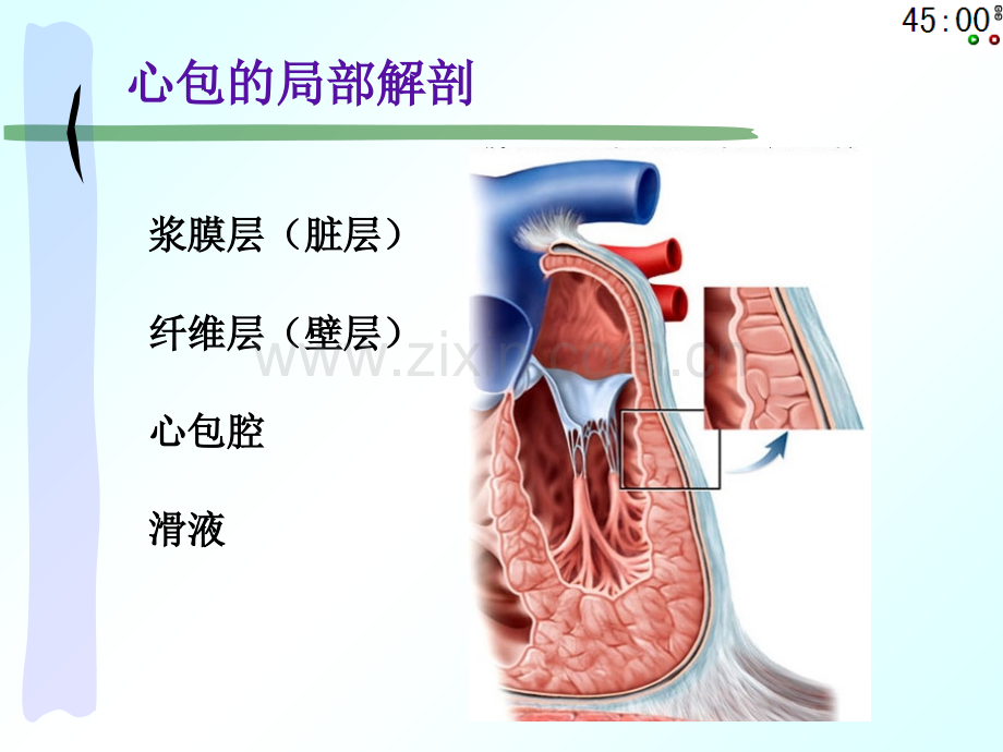 心包窦与心包隐窝专题教学.ppt_第2页