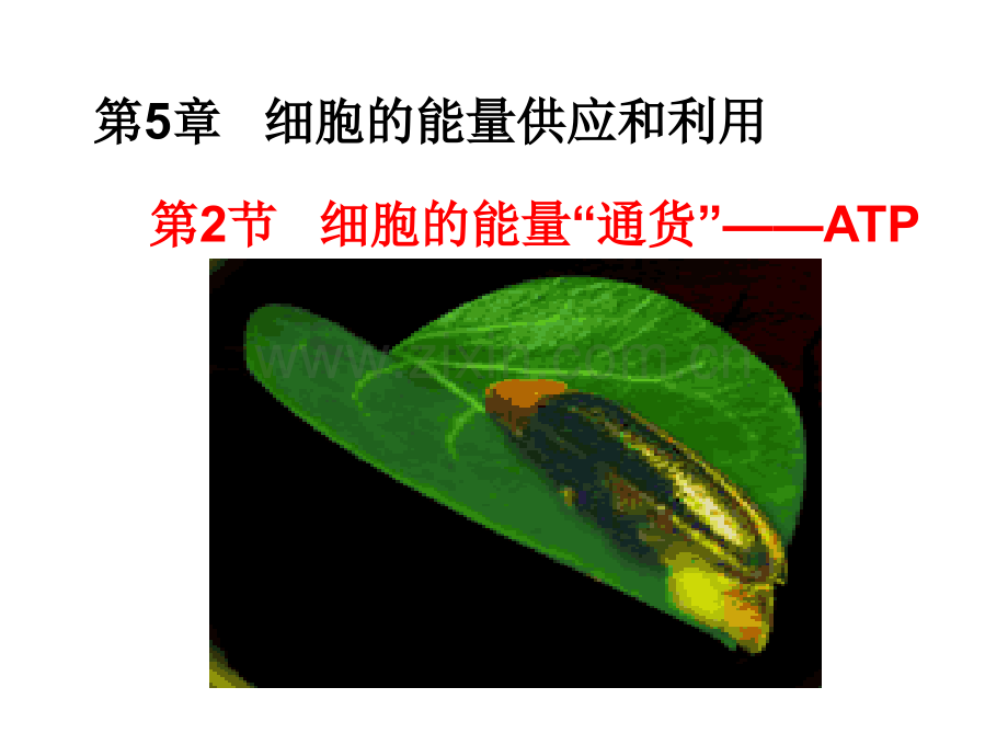 细胞的能量通货—ATP.ppt_第2页