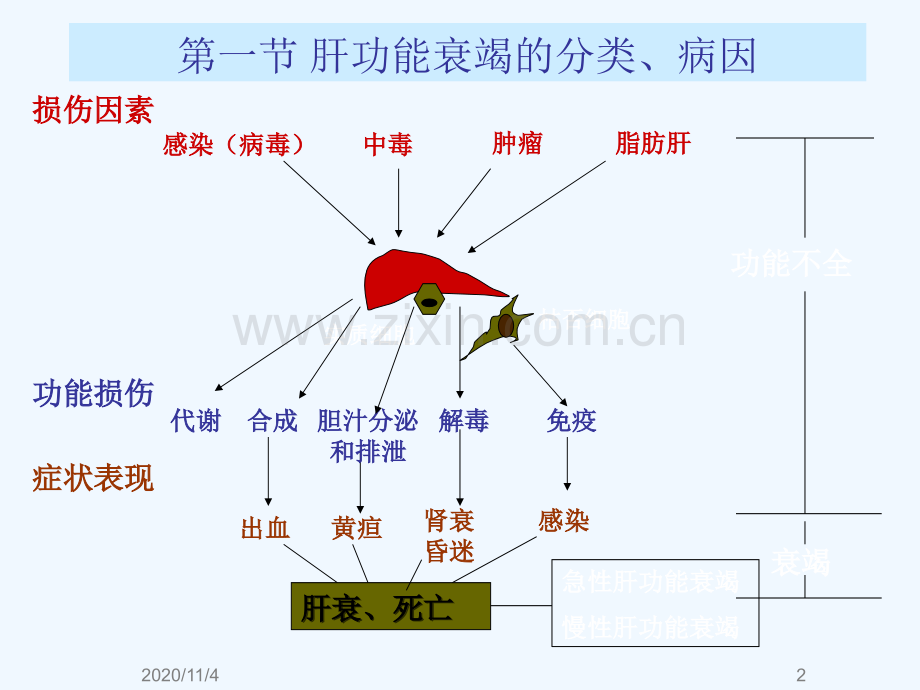 肝功能不全课件.ppt_第2页