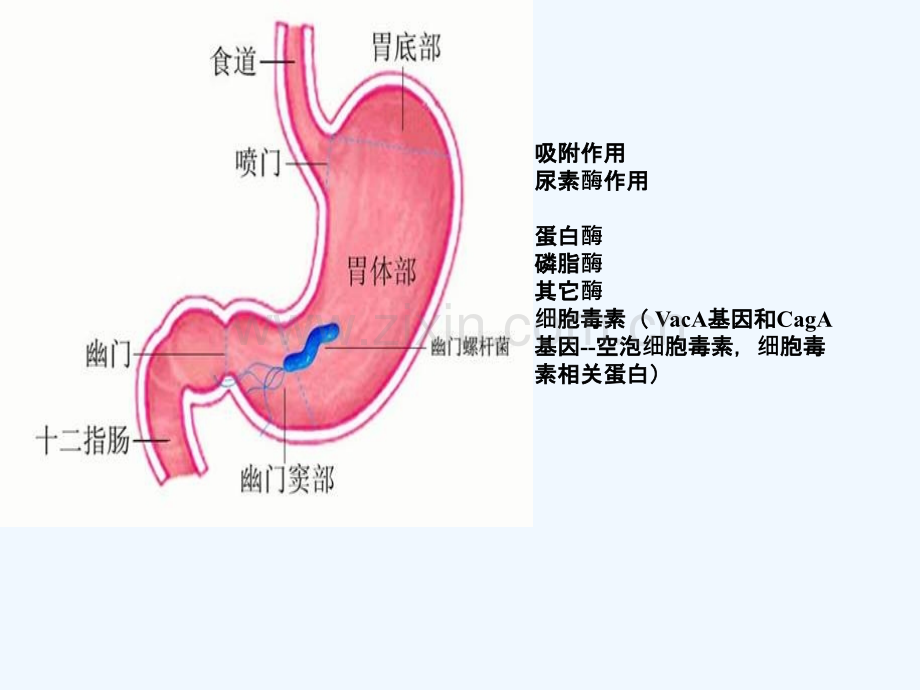 幽门螺杆菌感染.pptx_第2页
