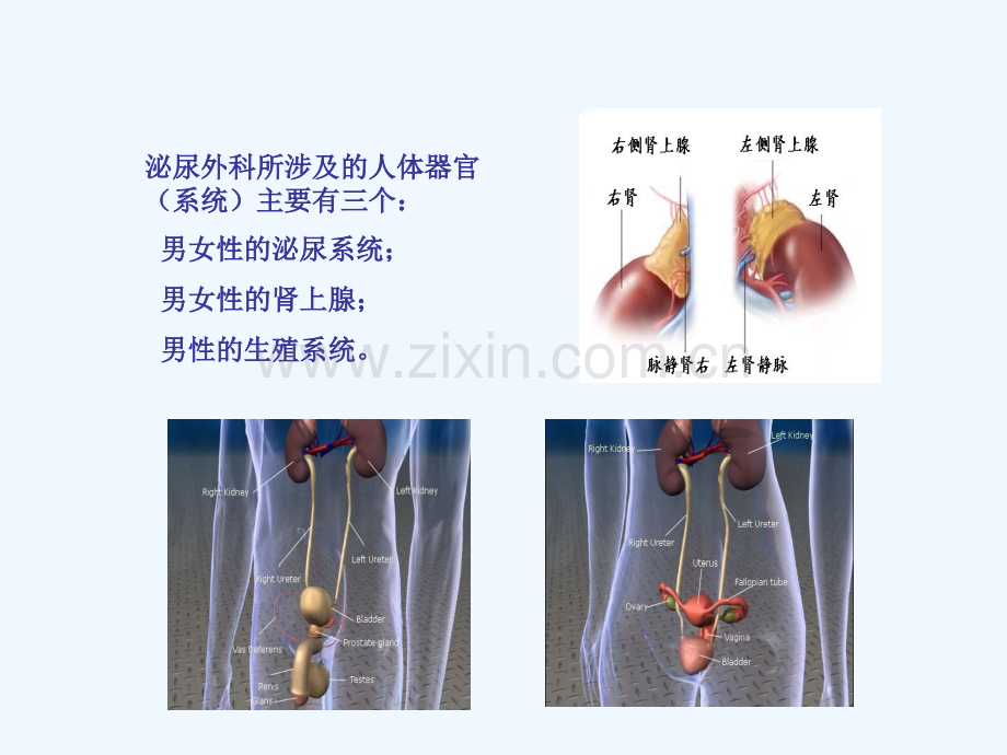 泌尿外科研究领域.ppt_第2页