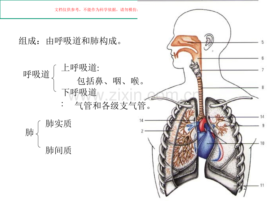 人体解剖学呼吸系统课件.ppt_第2页