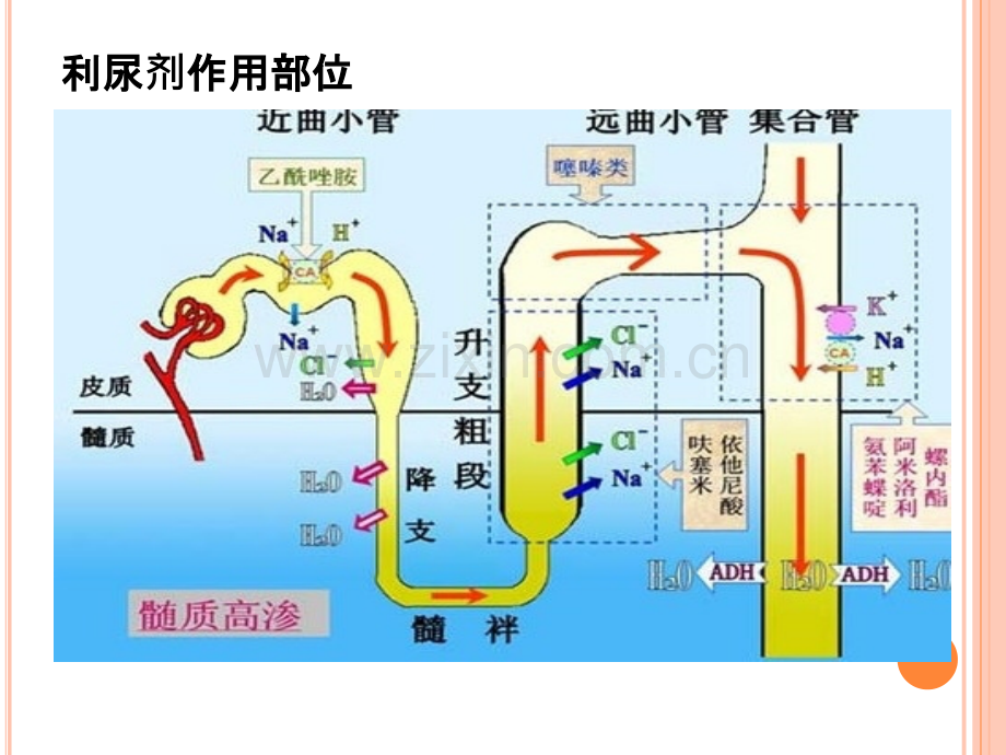 PPT医学课件心力衰竭中利尿剂的应用讲义.ppt_第1页