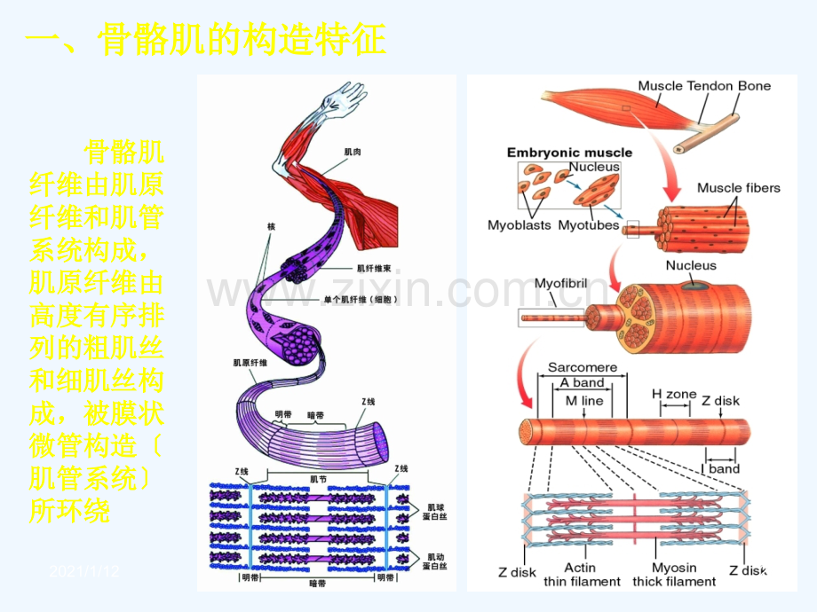 骨骼肌心肌和平滑肌生理.ppt_第2页