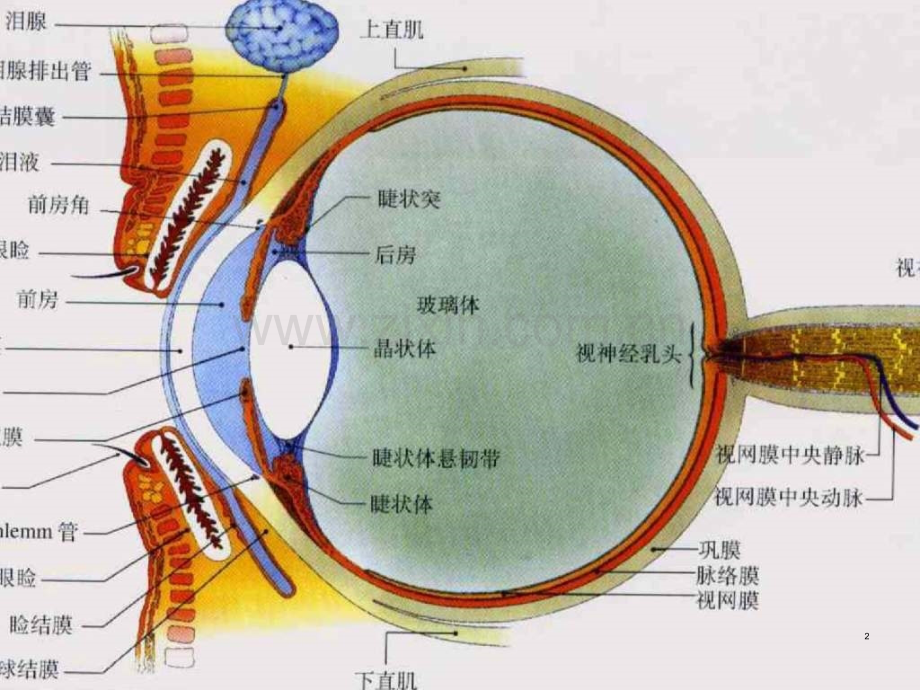 虹睫炎眼底病护理.ppt_第2页
