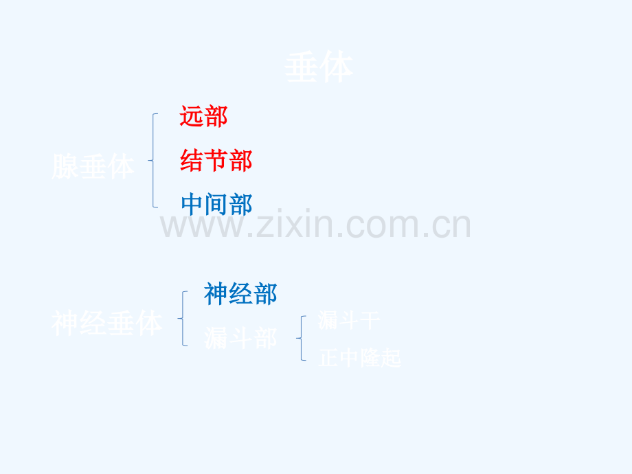 垂体解剖及垂体瘤.ppt_第2页