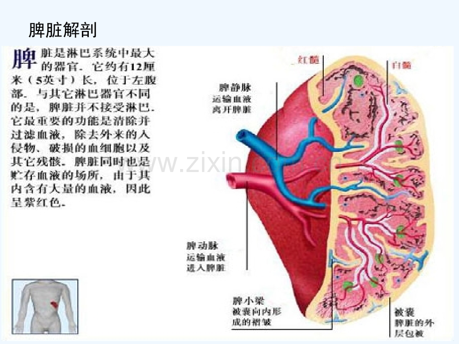脾脏功能的再认识及脾栓塞注意事项.ppt_第2页