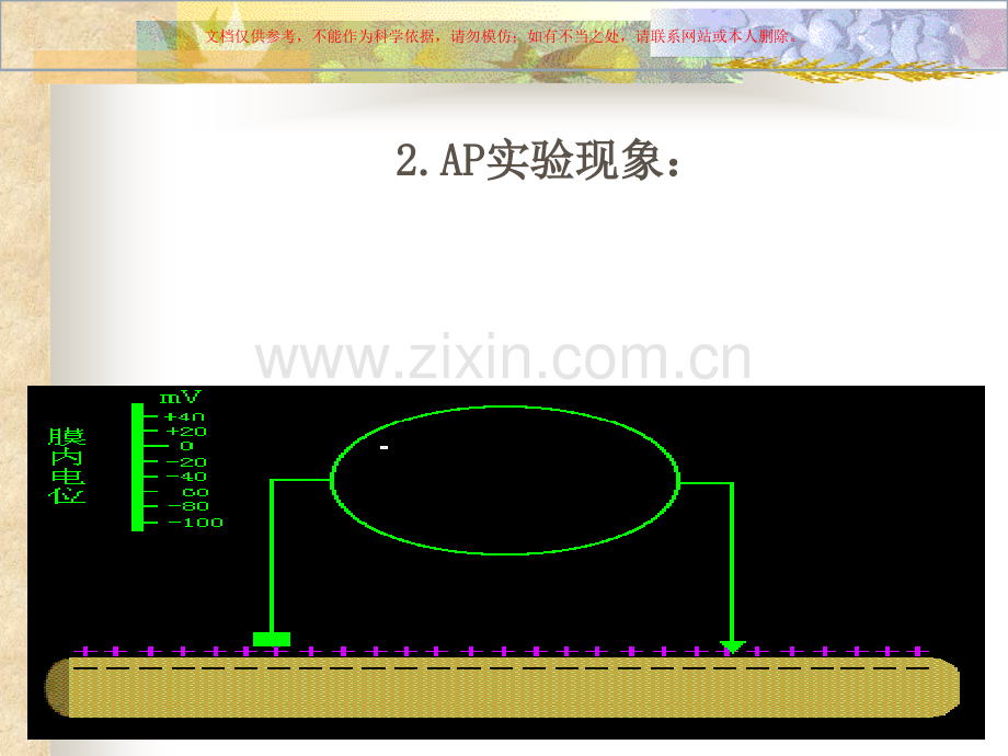 AP及其产生机制课件.ppt_第2页
