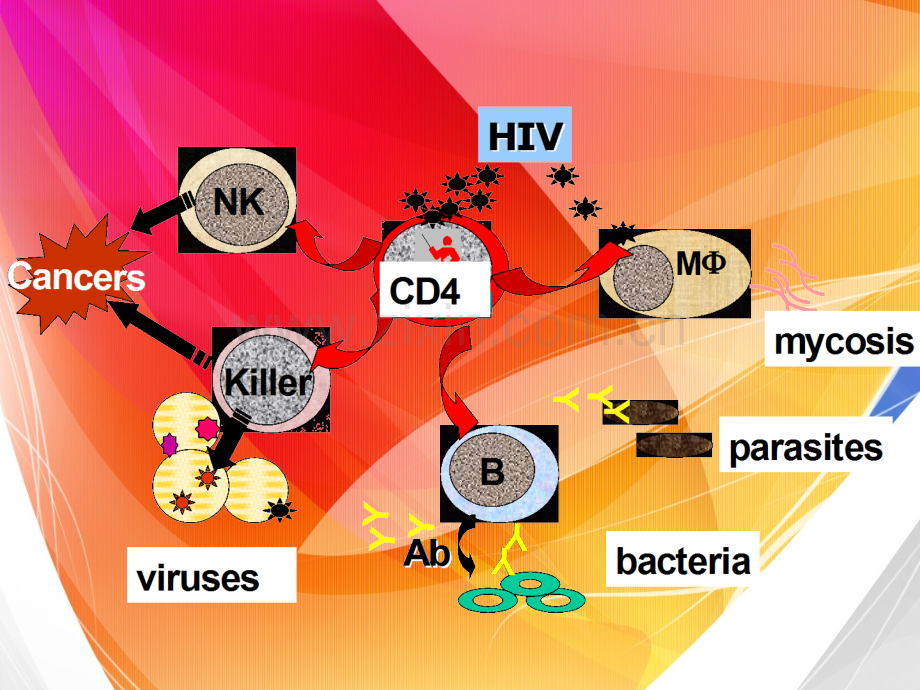 HIV的致病机制优质PPT课件.ppt_第2页