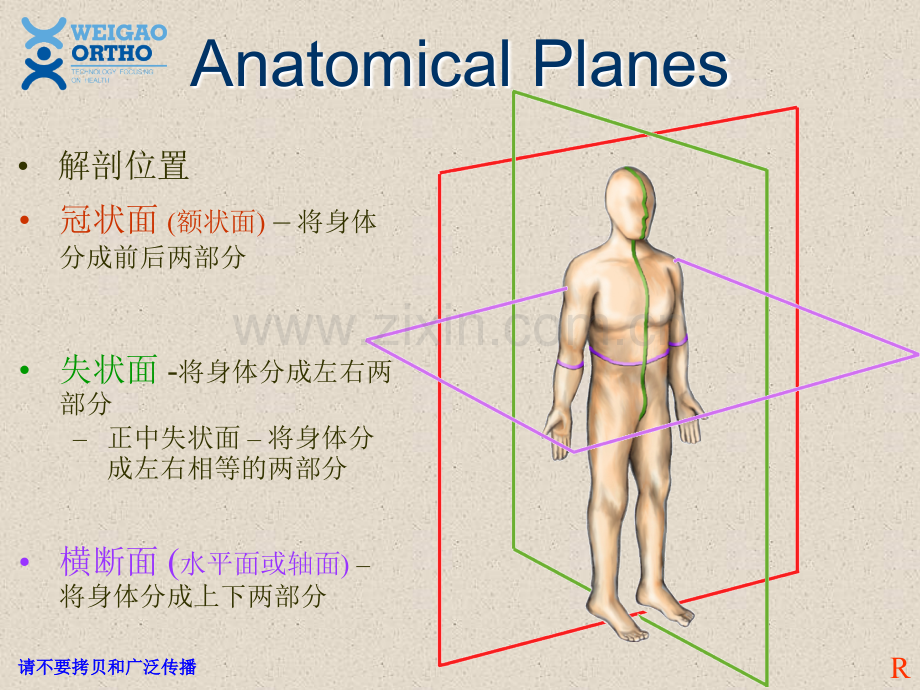 PPT医学课件脊柱解剖基础讲义.ppt_第1页