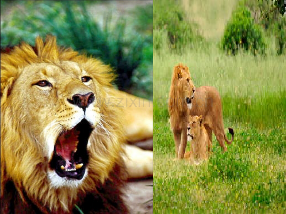 北师大版二年级上册小狮子课件.pptx_第2页