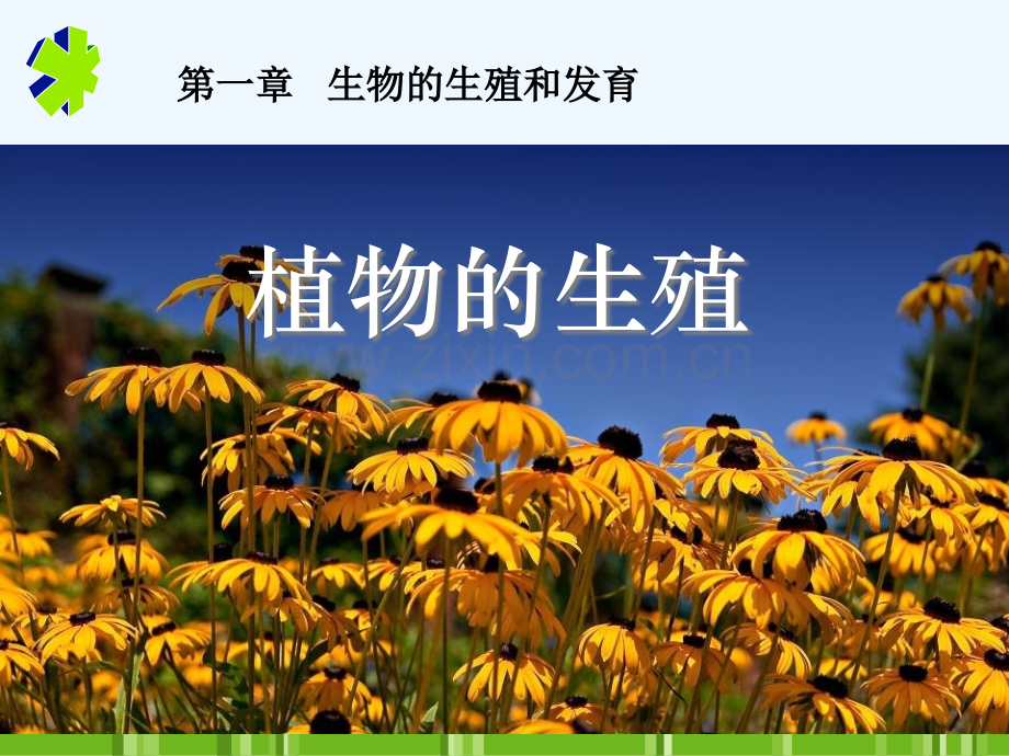 初二生物---植物的生殖.pptx_第2页