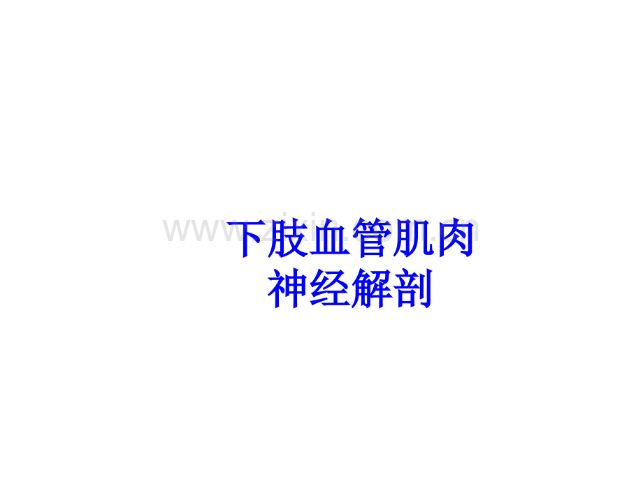 下肢血管肌肉神经解剖PPT培训课件.ppt_第1页