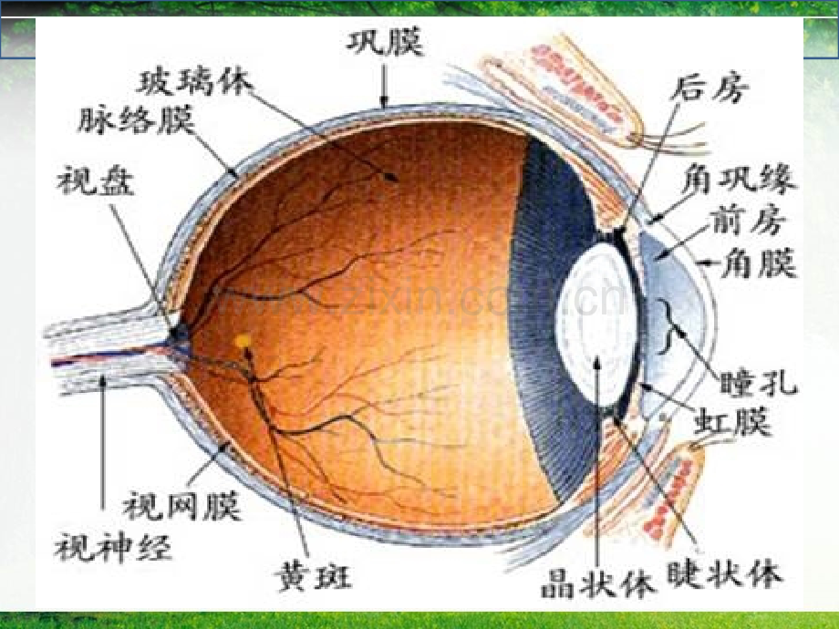儿童常见眼病的防治课件.ppt_第2页