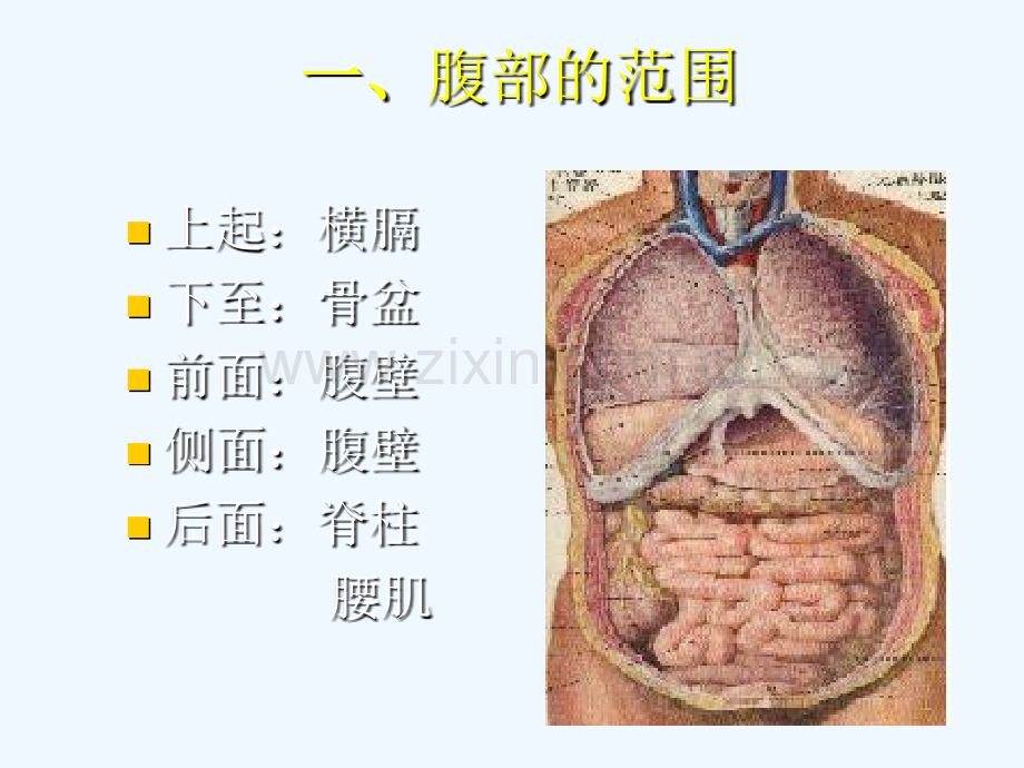 腹痛的临床诊断思维.ppt_第2页
