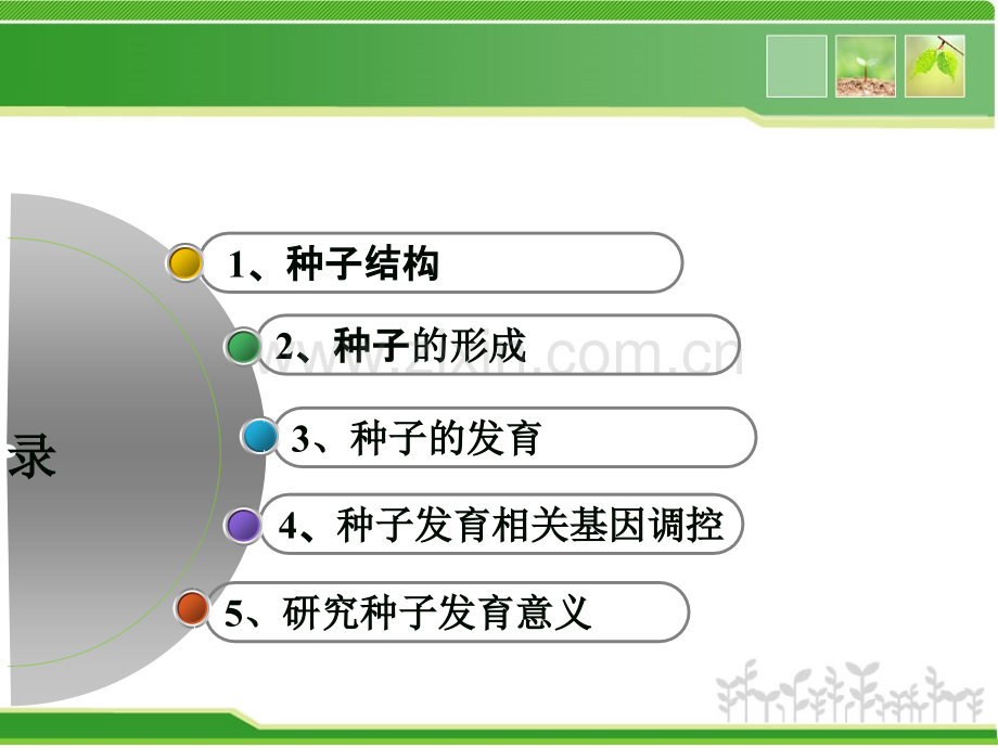 种子发育过程相关基因表达调控.ppt_第2页
