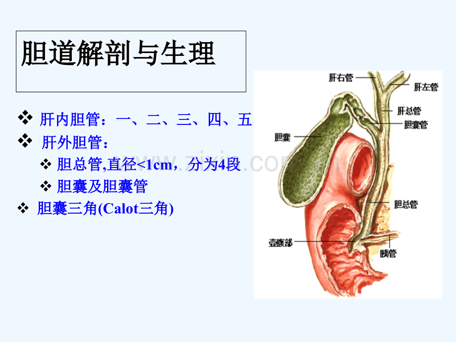急性化脓性胆管炎赵.ppt_第2页