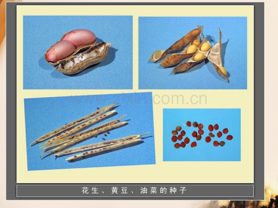 种子发芽课件省公开课一等奖新名师优质课比赛一等奖课件.pptx_第2页
