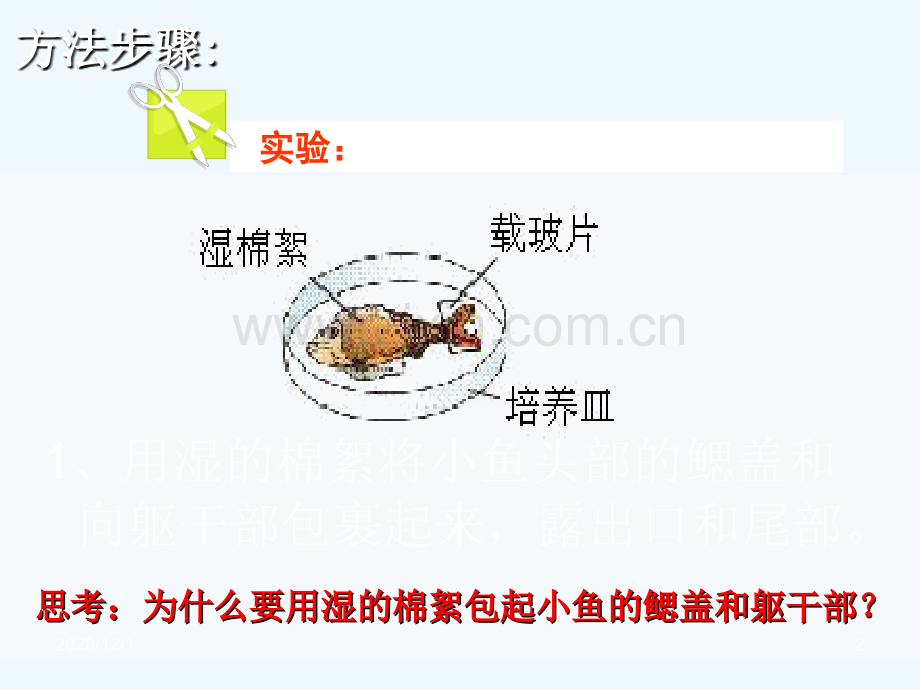 观察小鱼尾鳍内血液的流动.ppt_第2页