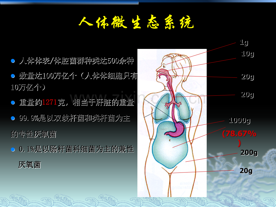 肠道菌群与肠黏膜屏障.ppt_第2页