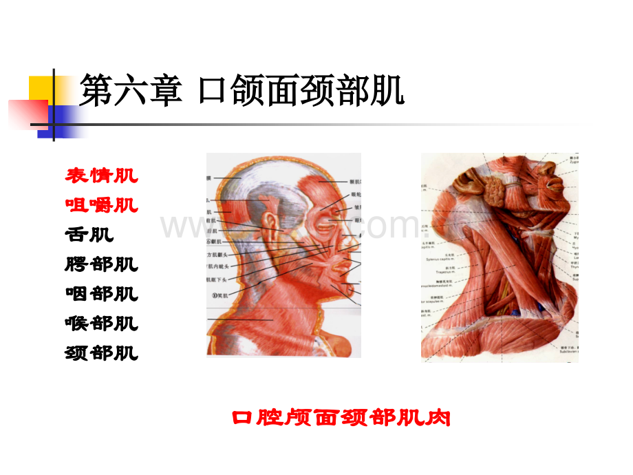 表情肌及咀嚼肌.ppt_第2页