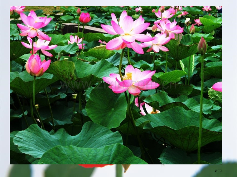 孩子们的花省公开课一等奖新名师优质课比赛一等奖课件.pptx_第2页