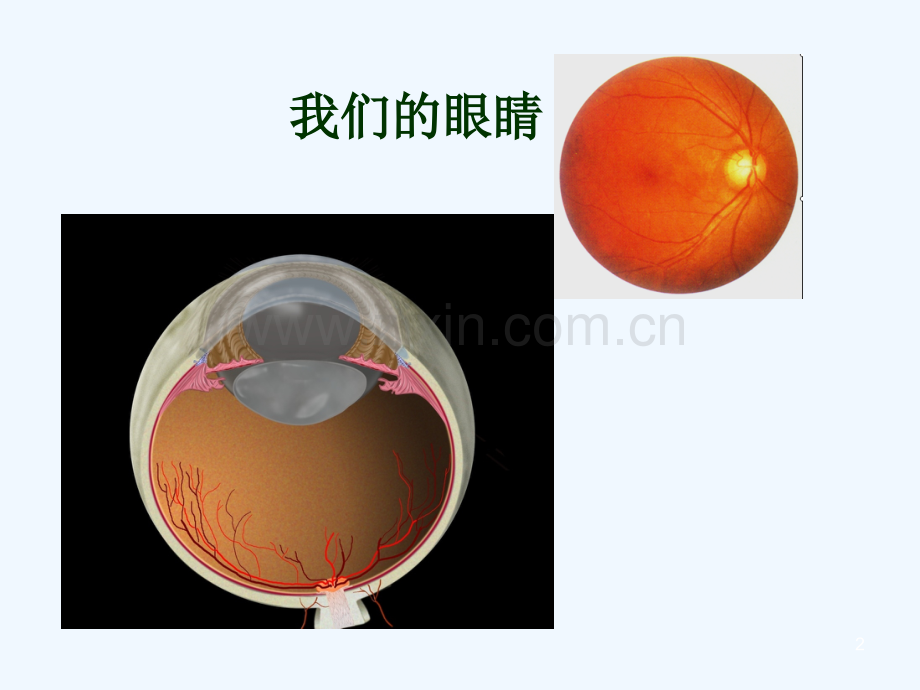 小儿常见眼病诊治与预防.ppt_第2页