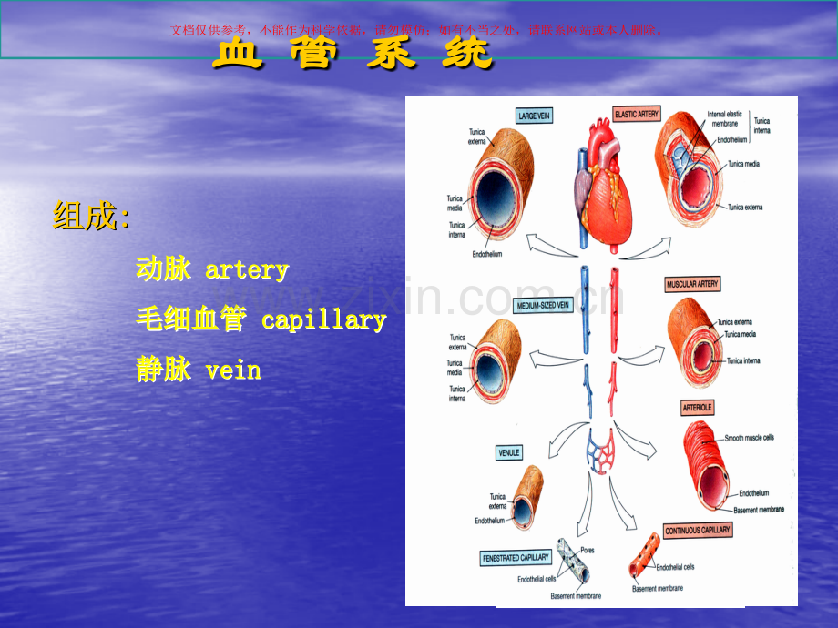 动脉人体解剖学课件.ppt_第1页