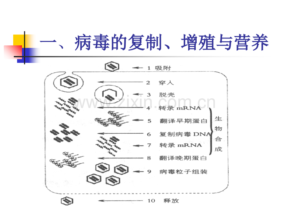 制剂的基本生产技术病毒增殖技术PPT培训课件.ppt_第2页