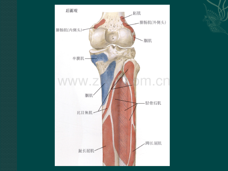PPT医学课件腘肌损伤专业知识宣讲讲义.ppt_第2页