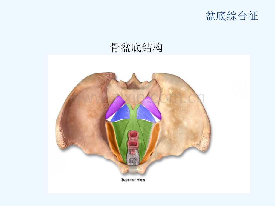 女性盆底综合征诊断与治疗.pptx_第2页