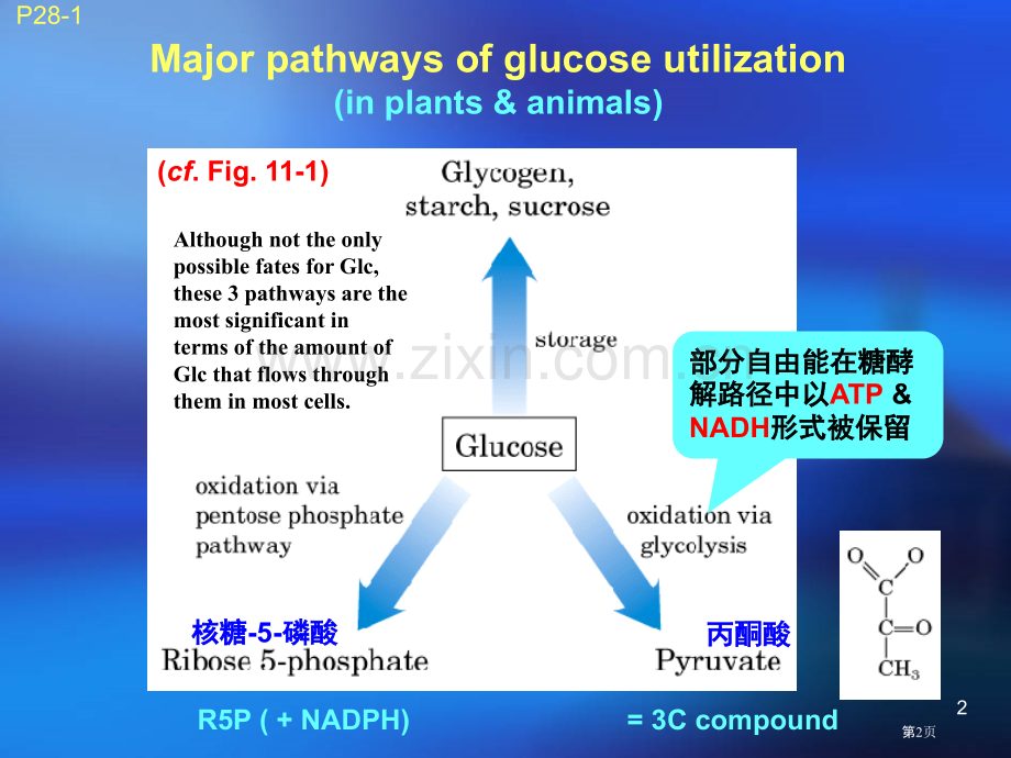 生物化学糖酵解糖异生和戊糖磷酸途径省公共课一等奖全国赛课获奖课件.pptx_第2页
