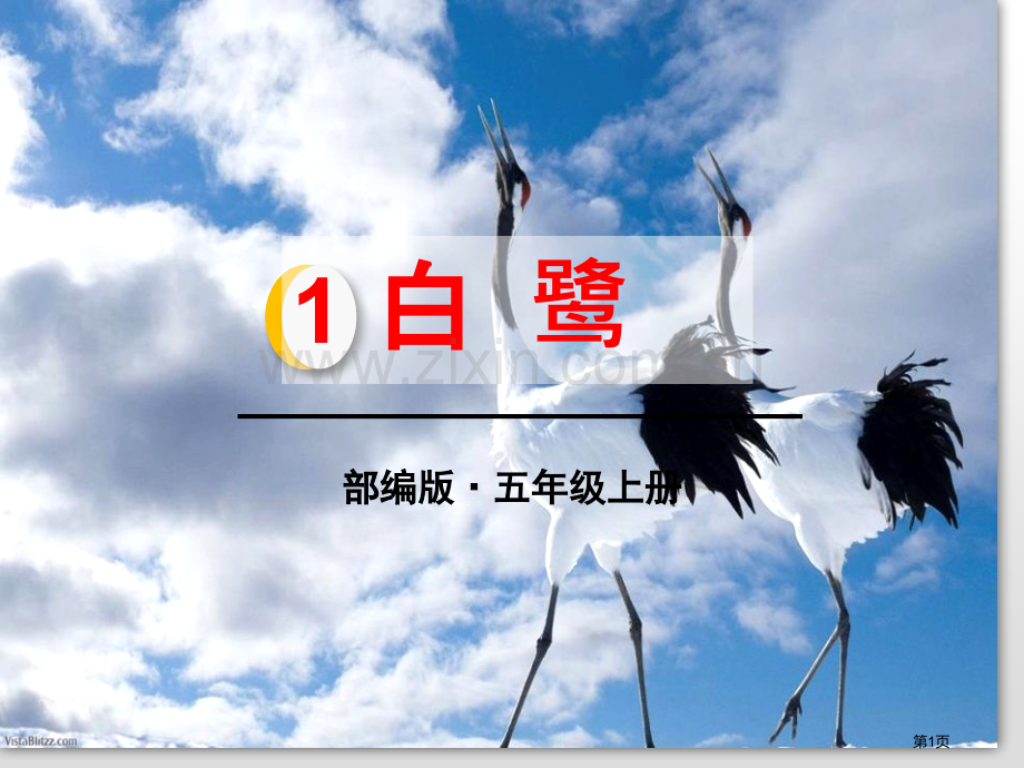 白鹭省公开课一等奖新名师比赛一等奖课件.pptx_第1页