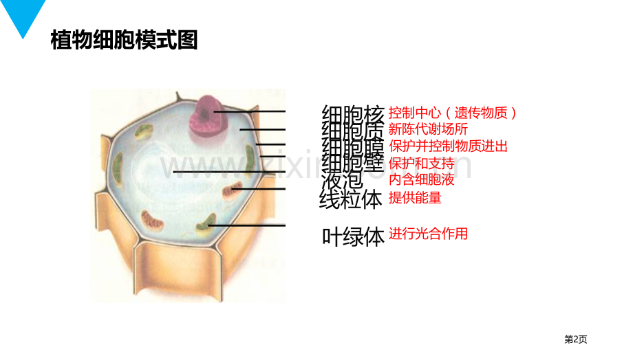 动物细胞省公开课一等奖新名师比赛一等奖课件.pptx_第2页