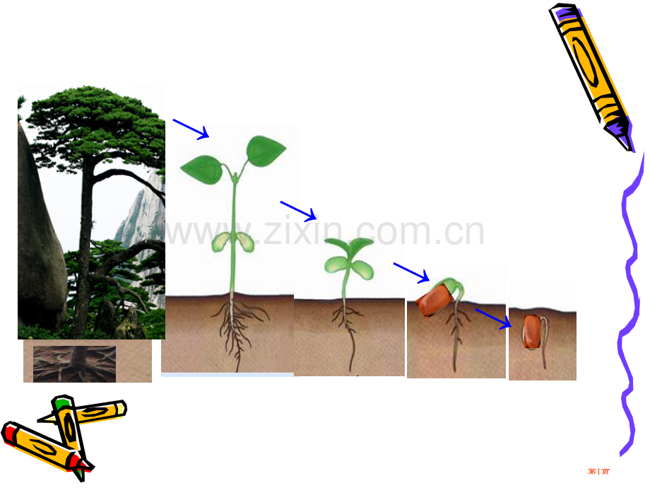 种子植物省公共课一等奖全国赛课获奖课件.pptx_第1页