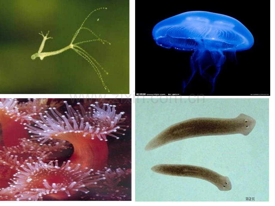 第五单元生物圈中的其他生物省公共课一等奖全国赛课获奖课件.pptx_第2页