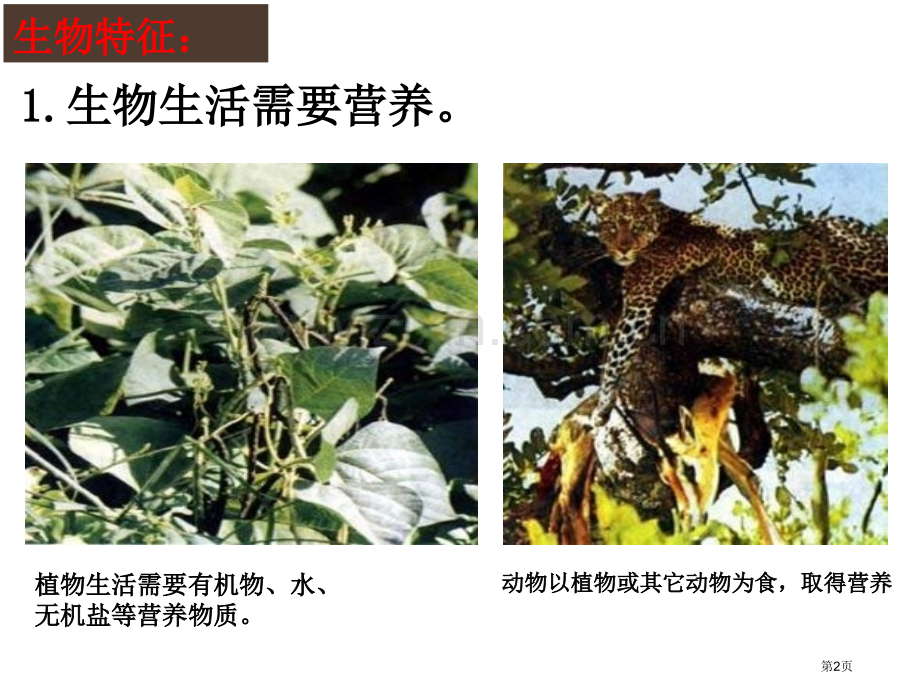 生物的特征省公共课一等奖全国赛课获奖课件.pptx_第2页