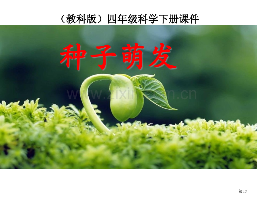 种子的萌发新的生命.pptx_第1页