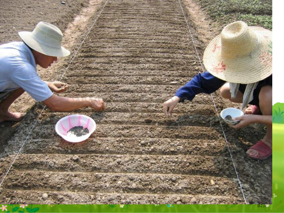 种子的萌发新的生命.pptx_第2页