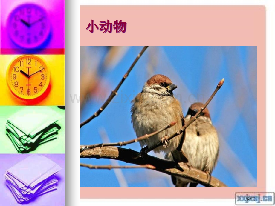 小麻雀省公开课一等奖新名师优质课比赛一等奖课件.pptx_第2页
