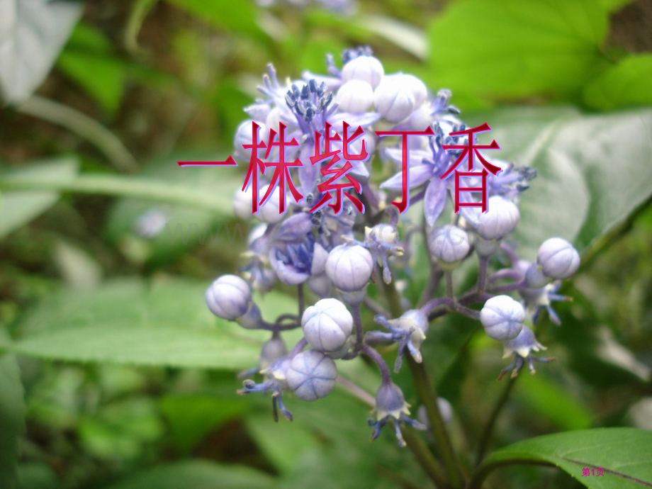 人教版二年级语文上册课件一株紫丁香2市公开课一等奖百校联赛特等奖课件.pptx_第1页