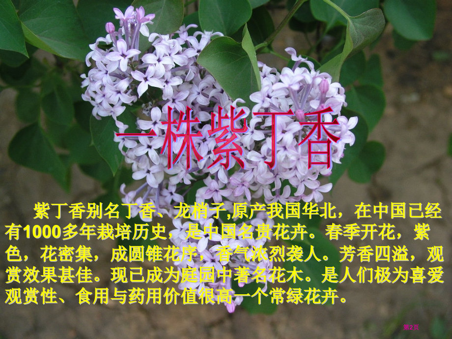 人教版二年级语文上册课件一株紫丁香2市公开课一等奖百校联赛特等奖课件.pptx_第2页
