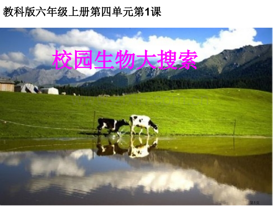 校园生物大搜索省公共课一等奖全国赛课获奖课件.pptx_第1页