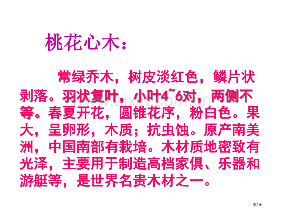 人教版小学六年级语文下册《桃花心木》市公开课一等奖百校联赛获奖课件.pptx_第2页