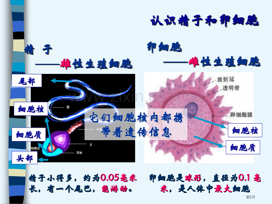 新生命的诞生(1)省公开课一等奖新名师优质课比赛一等奖课件.pptx_第2页