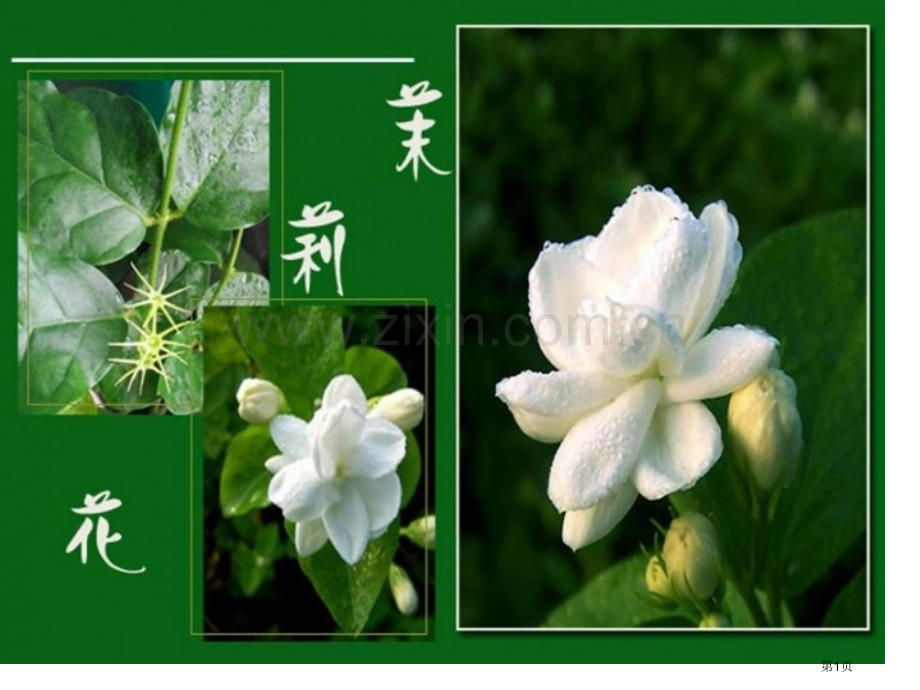 茉莉花合唱准备班会课省公共课一等奖全国赛课获奖课件.pptx_第1页