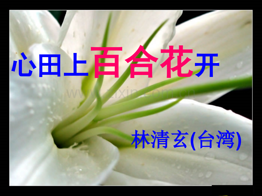 心田上的百合花.pptx_第1页