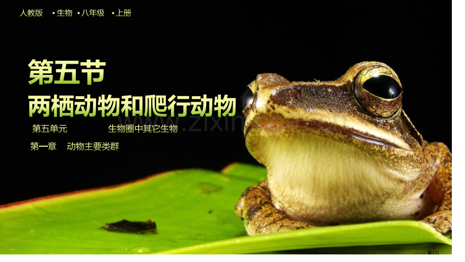 两栖动物和爬行动物教学课件省公开课一等奖新名师优质课比赛一等奖课件.pptx_第1页
